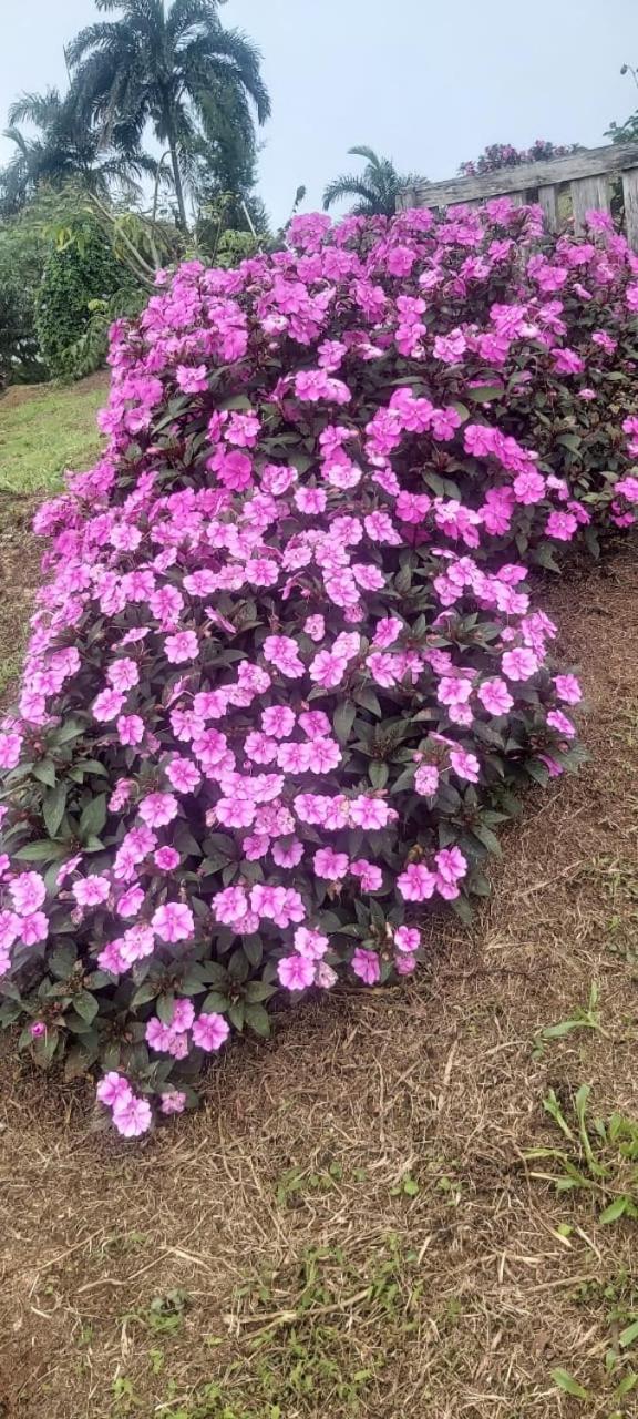 El Rincon De Las Flores Bajo Tigre المظهر الخارجي الصورة